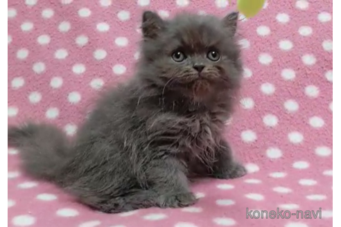 成約済の愛知県のミヌエット-90458の4枚目